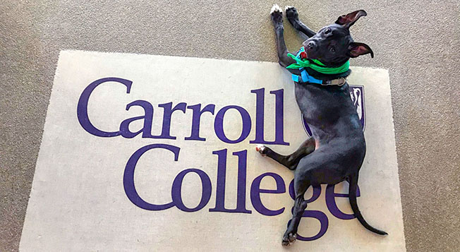 Adorable black lab lying on a floor mat that says Carroll College