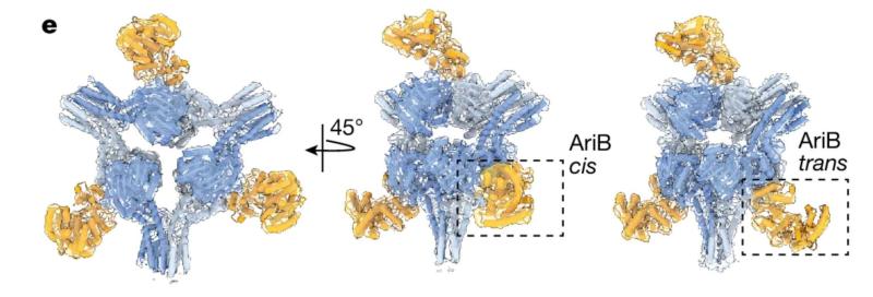 tRNA